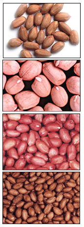 peanut kernels